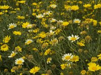 Chrysanthemum coronarium 11, Saxifraga-Willem van Kruijsbergen