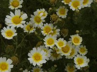 Chrysanthemum coronarium 27, Saxifraga-Willem van Kruijsbergen