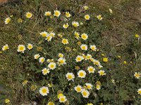 Chrysanthemum coronarium 3, Saxifraga-Willem van Kruijsbergen