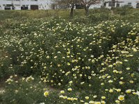 Chrysanthemum coronarium 30, Saxifraga-Willem van Kruijsbergen