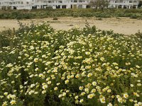 Chrysanthemum coronarium 32, Saxifraga-Jan van der Straaten