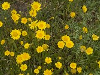 Chrysanthemum segetum 12, Gele ganzenbloem, Saxifraga-Jan van der Straaten