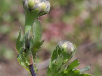 Chrysanthemum segetum 2, Gele ganzenbloem, Saxifraga-Rutger Barendse