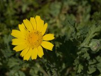 Chrysanthemum segetum 4, Gele ganzenbloem, Saxifraga-Jan van der Straaten