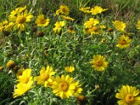 Chrysanthemum segetum 5, Gele ganzenbloem, Saxifraga-Rutger Barendse