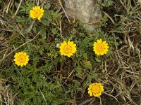 Chrysanthemum segetum 9, Gele ganzenbloem, Saxifraga-Jan van der Straaten