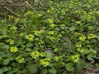 Chrysosplenium alternifolium 10, Verspreidbladig goudveil, Saxifraga-Willem van Kruijsbergen