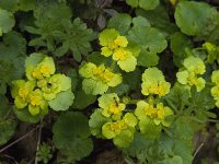 Chrysosplenium alternifolium 11, Verspreidbladig goudveil, Saxifraga-Willem van Kruijsbergen