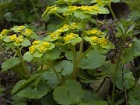 Chrysosplenium alternifolium 13, Verspreidbladig goudveil, Saxifraga-Willem van Kruijsbergen