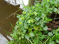 Chrysosplenium alternifolium 14, Verspreidbladig goudveil, Saxifraga-Rutger Barendse