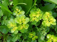 Chrysosplenium alternifolium 15, Verspreidbladig goudveil, Saxifraga-Rutger Barendse