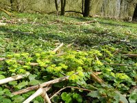 Chrysosplenium alternifolium 16, Verspreidbladig goudveil, Saxifraga-Rutger Barendse