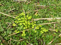 Chrysosplenium alternifolium 17, Verspreidbladig goudveil, Saxifraga-Rutger Barendse