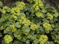 Chrysosplenium alternifolium 2, Verspreidbladig goudveil, Saxifraga-Willem van Kruijsbergen