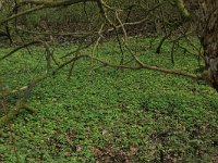 Chrysosplenium alternifolium 23, Verspreidbladig goudveil, Saxifraga-Hans Boll