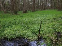 Chrysosplenium alternifolium 26, Verspreidbladig goudveil, Saxifraga-Hans Boll