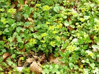 Chrysosplenium alternifolium 31, Verspreidbladig goudveil, Saxifraga-Hans Grotenhuis