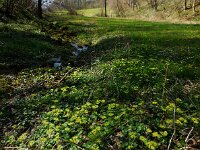 Chrysosplenium alternifolium 37, Verspreidbladig goudveil, Saxifraga-Ed Stikvoort