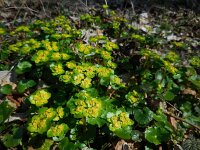 Chrysosplenium alternifolium 38, Verspreidbladig goudveil, Saxifraga-Ed Stikvoort