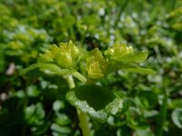 Chrysosplenium alternifolium 4, Verspreidbladig goudveil, Saxifraga-Mark Zekhuis