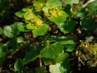 Chrysosplenium alternifolium 40, Verspreidbladig goudveil, Saxifraga-Ed Stikvoort