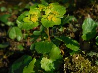 Chrysosplenium alternifolium 41, Verspreidbladig goudveil, Saxifraga-Ed Stikvoort