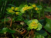 Chrysosplenium alternifolium 43, Verspreidbladig goudveil, Saxifraga-Ed Stikvoort
