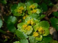 Chrysosplenium alternifolium 45, Verspreidbladig goudveil, Saxifraga-Ed Stikvoort