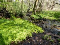 Chrysosplenium alternifolium 6, Verspreidbladig goudveil, Saxifraga-Mark Zekhuis