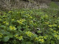 Chrysosplenium alternifolium 9, Verspreidbladig goudveil, Saxifraga-Willem van Kruijsbergen