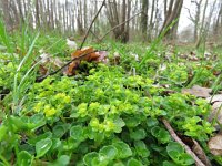 Chrysosplenium oppositifolium 11, Paarbladig goudveil, Saxifraga-Mark Zekhuis