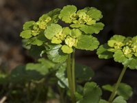 Chrysosplenium oppositifolium 13, Paarbladig goudveil, Saxifraga-Willem van Kruijsbergen