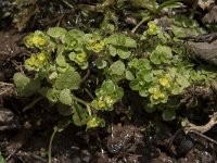 Chrysosplenium oppositifolium 15, Paarbladig goudveil, Saxifraga-Willem van Kruijsbergen