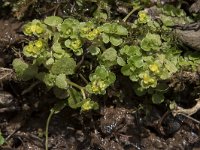 Chrysosplenium oppositifolium 16, Paarbladig goudveil, Saxifraga-Willem van Kruijsbergen