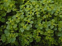 Chrysosplenium oppositifolium 21, Paarbladig goudveil, Saxifraga-Ed Stikvoort