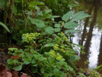 Chrysosplenium oppositifolium 22, Paarbladig goudveil, Saxifraga-Ed Stikvoort