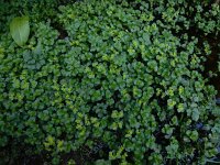 Chrysosplenium oppositifolium 24, Paarbladig goudveil, Saxifraga-Ed Stikvoort