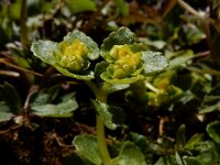 Chrysosplenium oppositifolium 25, Paarbladig goudveil, Saxifraga-Ed Stikvoort