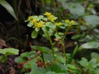 Chrysosplenium oppositifolium 26, Paarbladig goudveil, Saxifraga-Ed Stikvoort