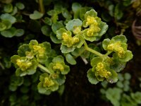 Chrysosplenium oppositifolium 27, Paarbladig goudveil, Saxifraga-Ed Stikvoort