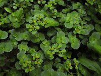 Chrysosplenium oppositifolium 28, Paarbladig goudveil, Saxifraga-Ed Stikvoort : Pierre de Haute