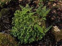 Chrysosplenium oppositifolium 29, Paarbladig goudveil, Saxifraga-Ed Stikvoort