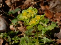 Chrysosplenium oppositifolium 31, Paarbladig goudveil, Saxifraga-Ed Stikvoort