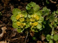 Chrysosplenium oppositifolium 32, Paarbladig goudveil, Saxifraga-Ed Stikvoort