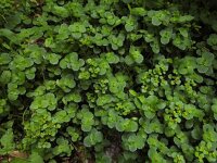 Chrysosplenium oppositifolium 33, Paarbladig goudveil, Saxifraga-Ed Stikvoort : Pierre de Haute