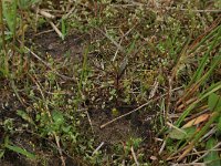 Cicendia filiformis 11, Draadgentiaan, Saxifraga-Hans Boll