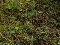 Cicendia filiformis 13, Draadgentiaan, Saxifraga-Hans Boll