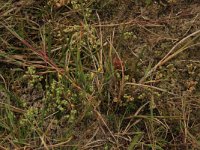 Cicendia filiformis 21, Draadgentiaan, Saxifraga-Hans Boll