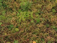 Cicendia filiformis 22, Draadgentiaan, Saxifraga-Hans Boll