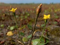 Cicendia filiformis 23, Draadgentiaan, Saxifraga-Ed Stikvoort